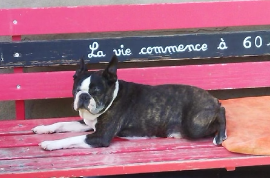 LÉO