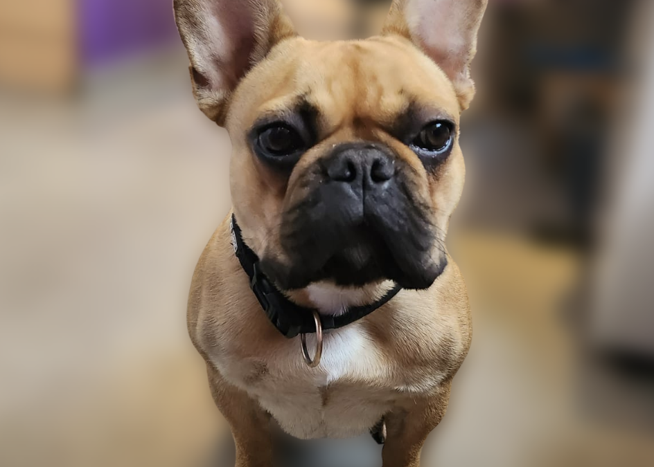 LÉON