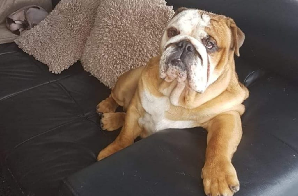 ENZO