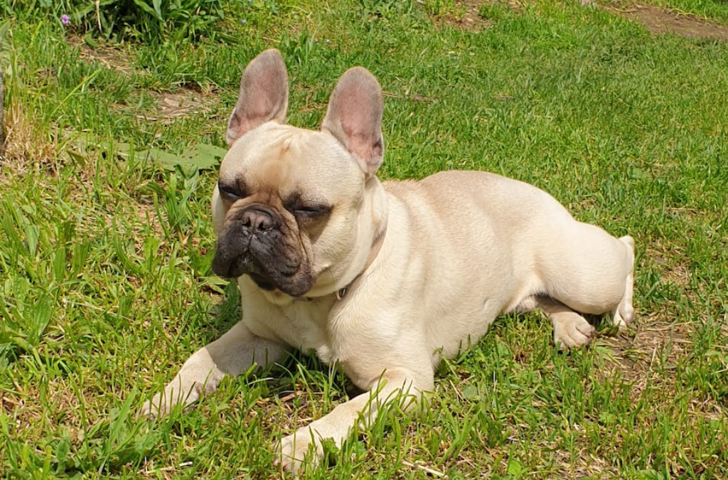 MILU