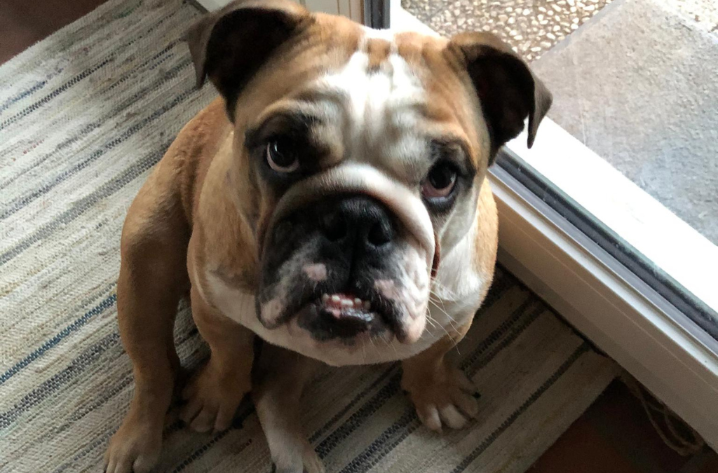 ARCHIE