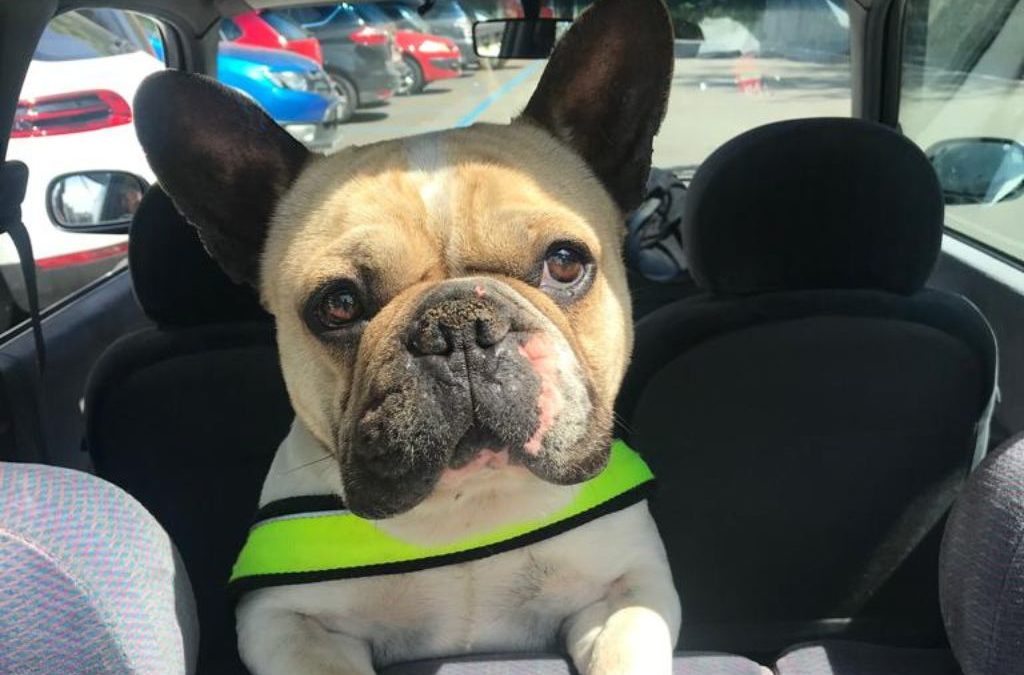 BRUTUS