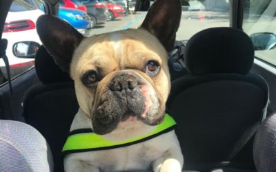 BRUTUS