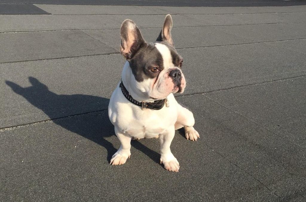 LÉON