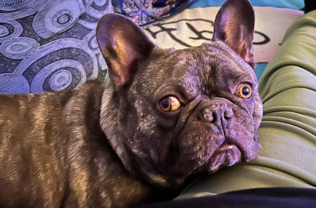 TAZ
