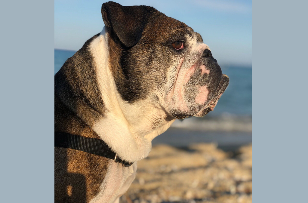 LOLA