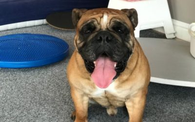 BRUTUS