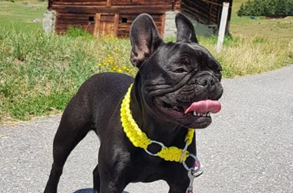 CHUPA CHUPS