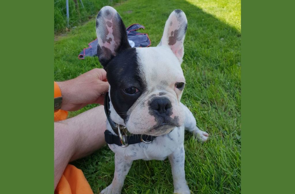 ENZO