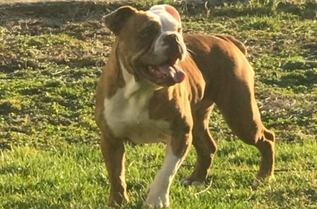 LILA