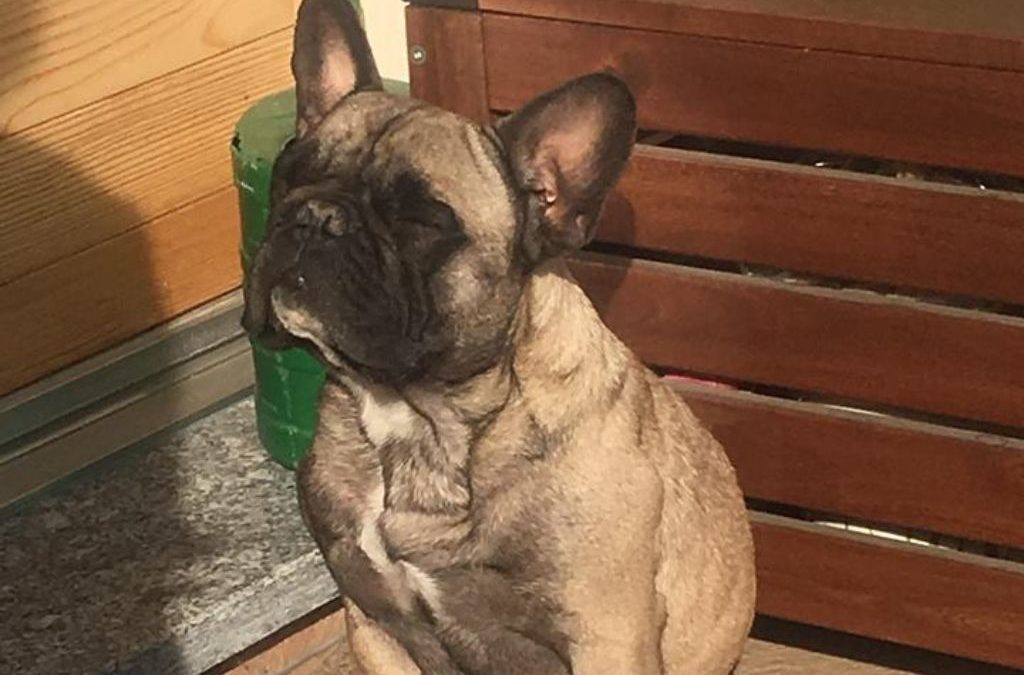 TRAVIS