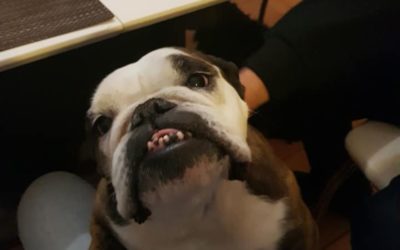 ZOLA