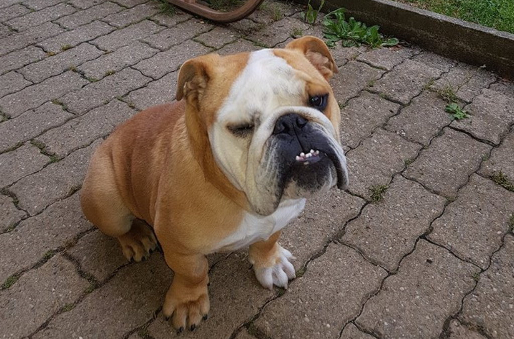 BALOO