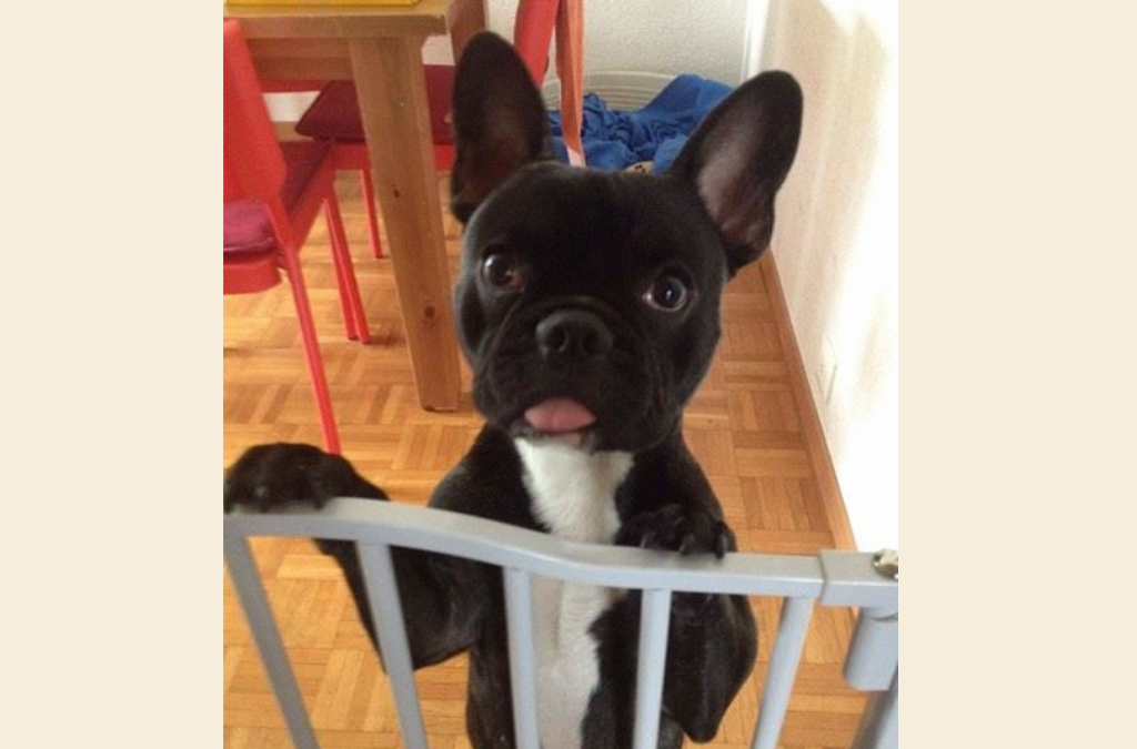 DIEGO