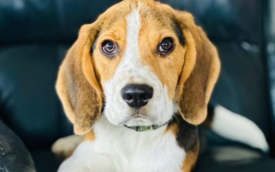 ELVIS
