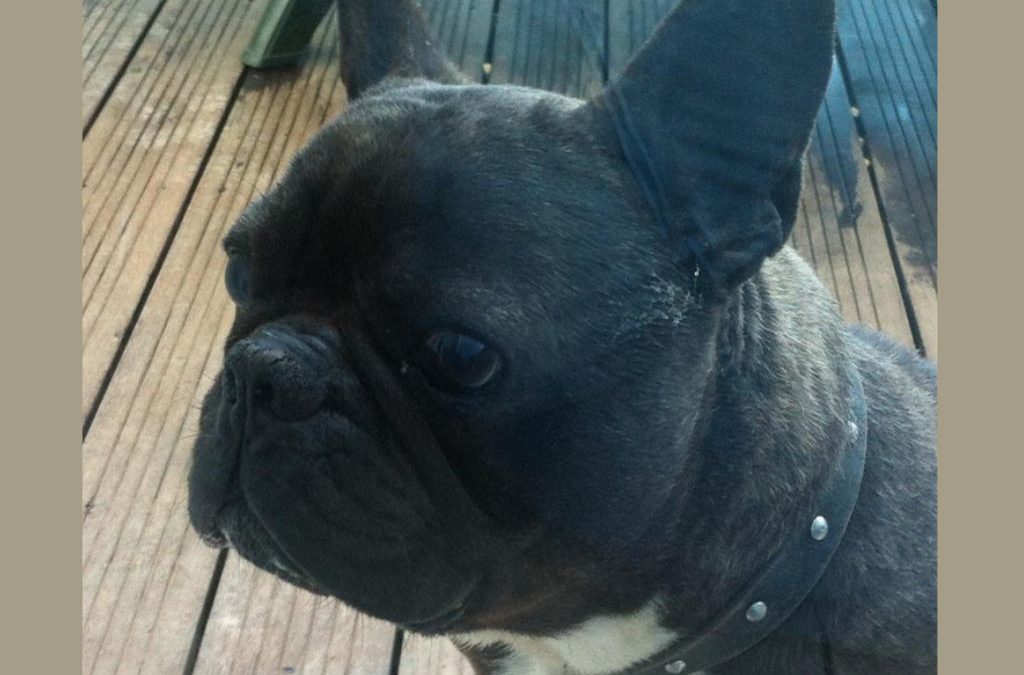 WILMA