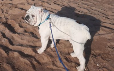 HANK