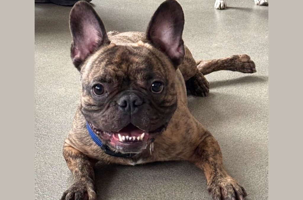 PUMBA