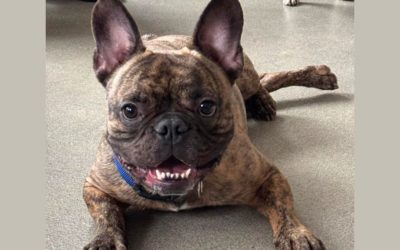 PUMBA