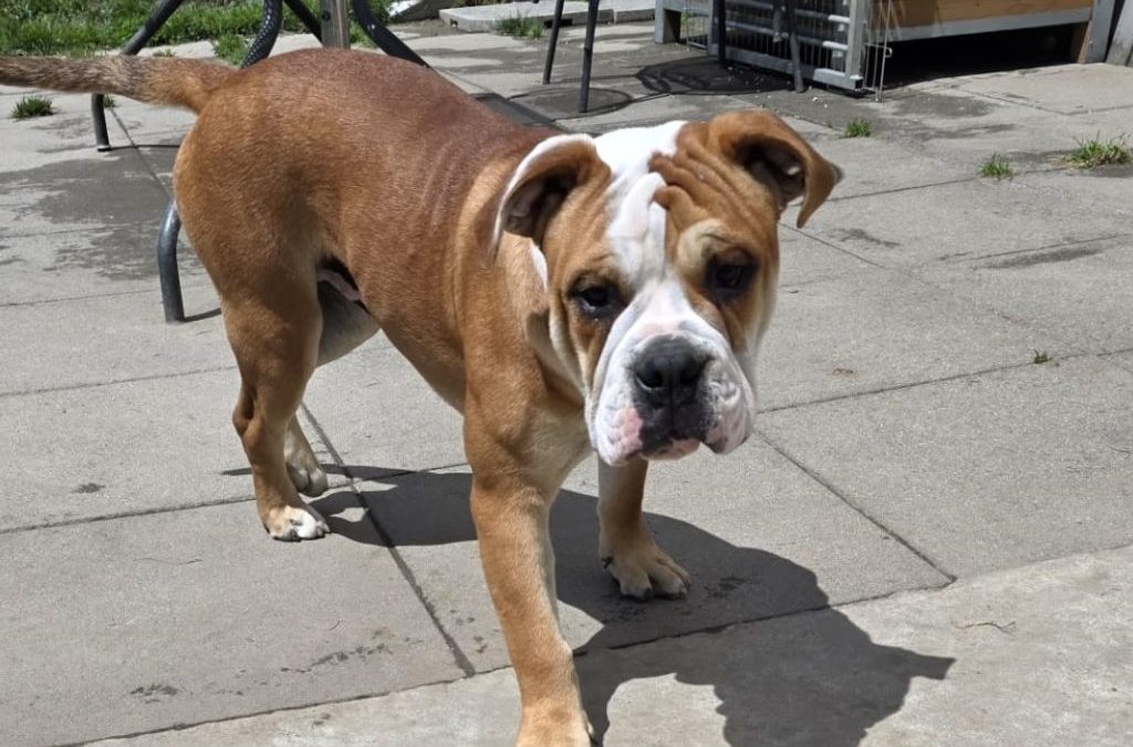 ENZO