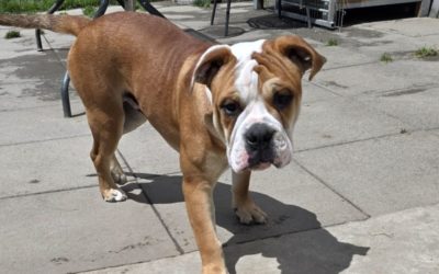 ENZO
