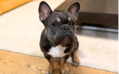 BALOU